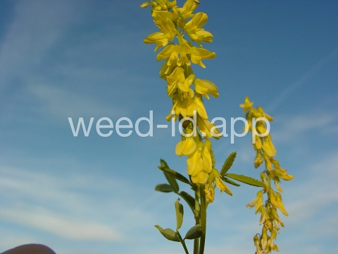 sweetclover, yellow